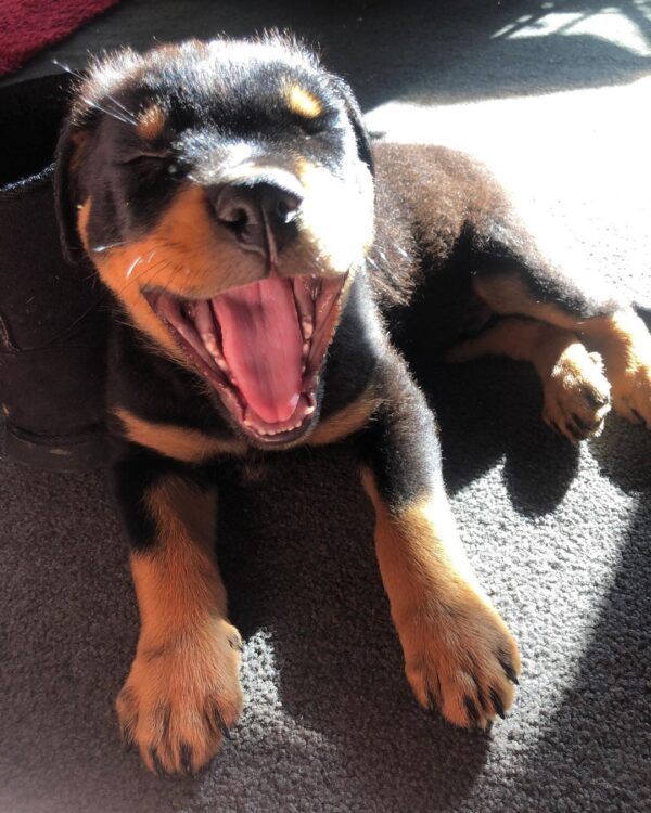 Männlicher Rottweiler - Bear - Image 2