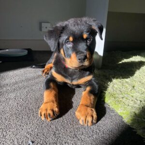 Männlicher Rottweiler - Bear
