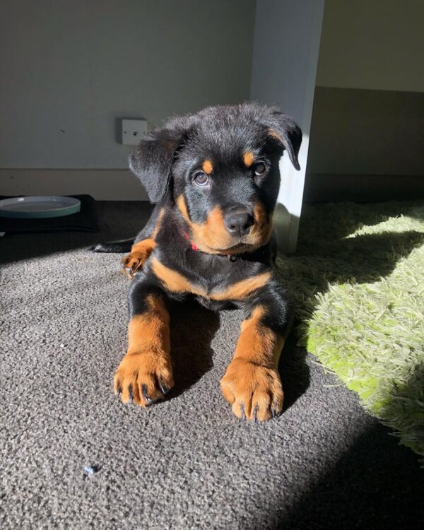 Männlicher Rottweiler - Bear