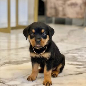 Männliche Rottweiler Welpen - Mashall