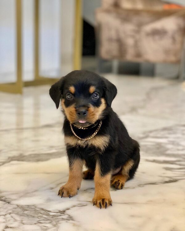 Männliche Rottweiler Welpen - Mashall