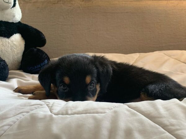 Männliche Rottweiler Welpen - Mashall - Image 2