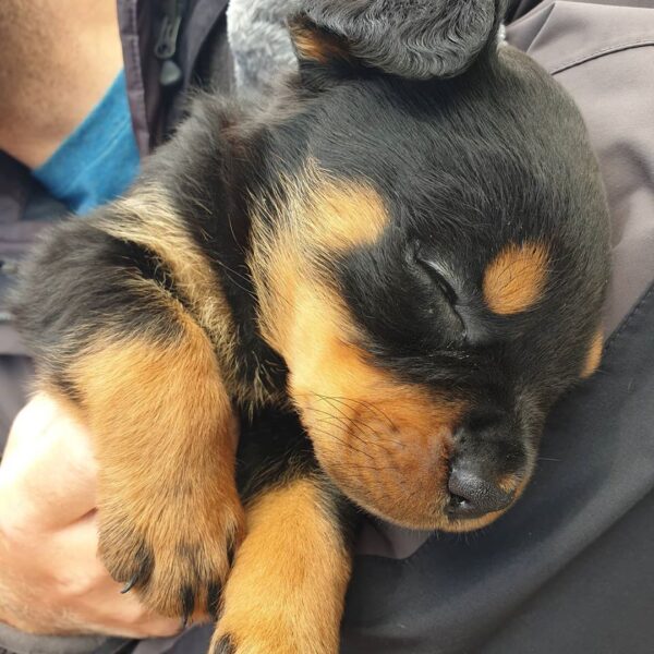 Weibliche Rottweiler Welpen - Nala - Image 2
