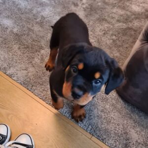 Weibliche Rottweiler Welpen - Nala