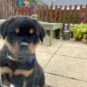 Männliche Rottweiler Welpen - Ozie