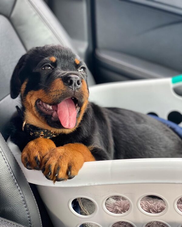 Weibliche Rottweiler Welpen - Molly - Image 2