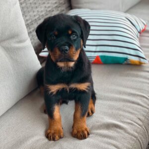 Weibliche Rottweiler Welpen - Molly