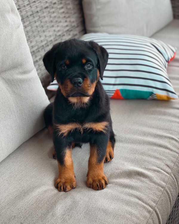 Weibliche Rottweiler Welpen - Molly