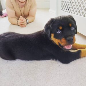Weibliche Rottweiler Welpen - Sara