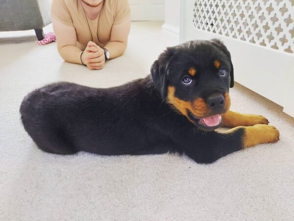 Weibliche Rottweiler Welpen - Sara