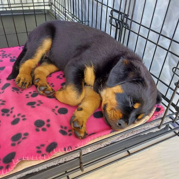 Weibliche Rottweiler Welpen - Sara - Image 2