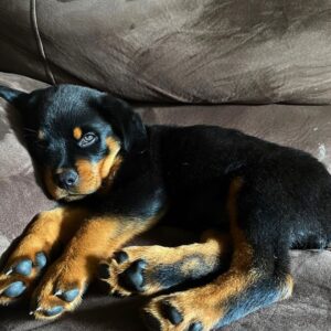 Weibliche Rottweiler Welpen  - Savanah