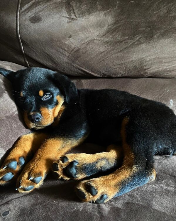 Weibliche Rottweiler Welpen  - Savanah