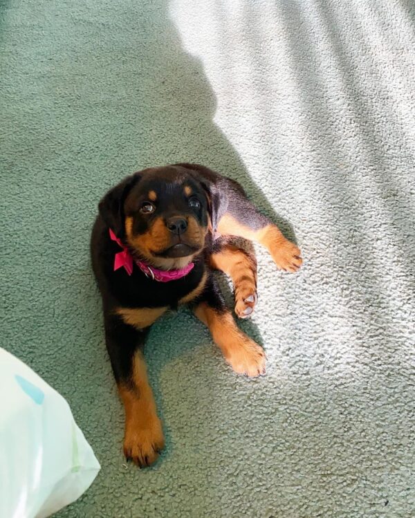 Weibliche Rottweiler Welpen  - Savanah - Image 2